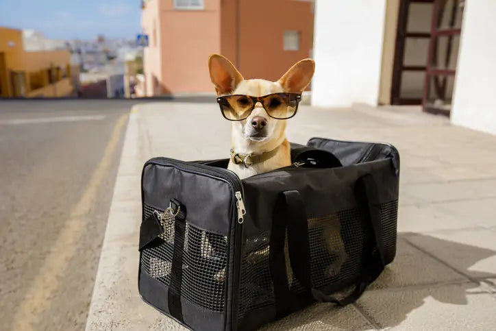 travel-dog-pet