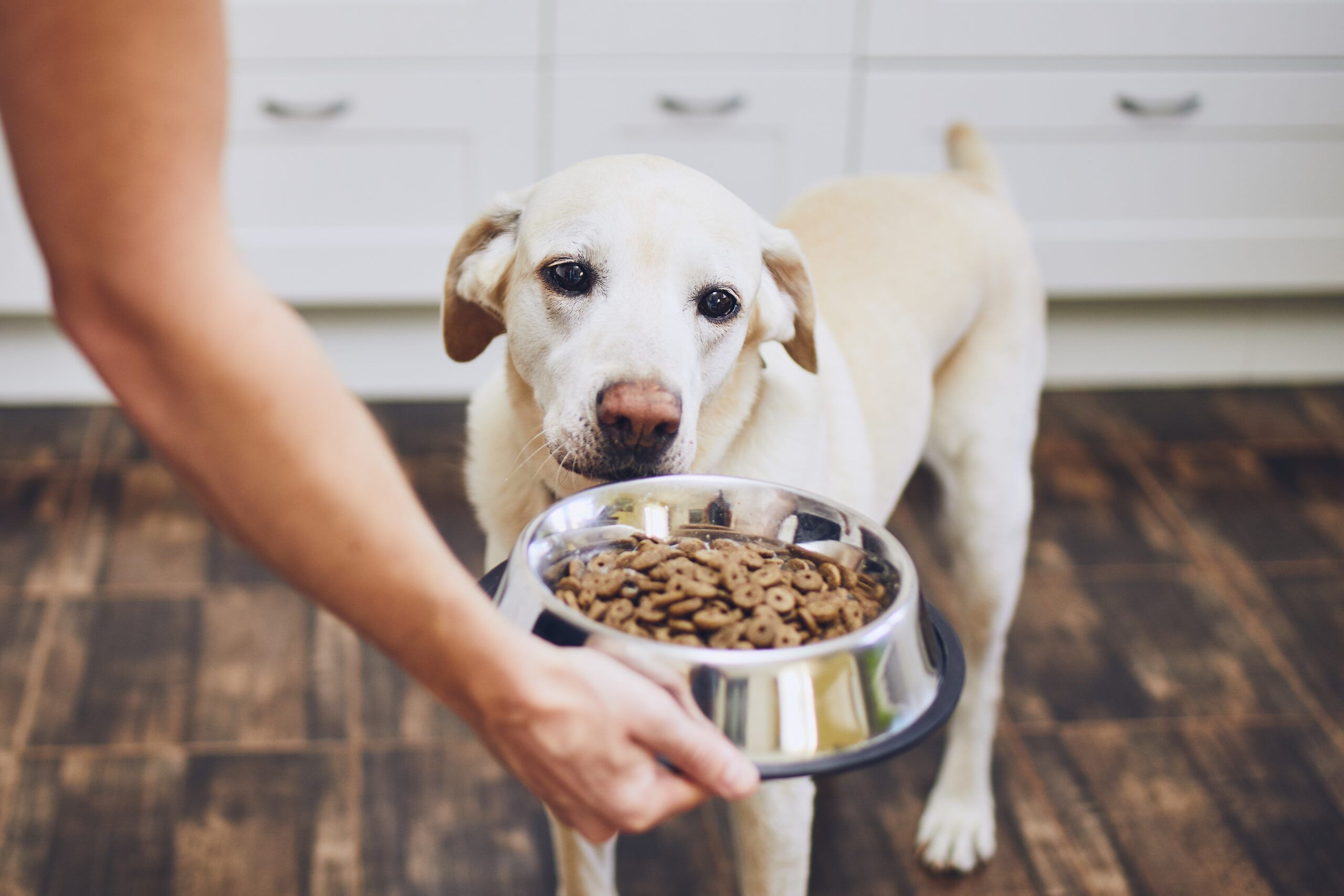 🍽️ Dog Feeding & Care