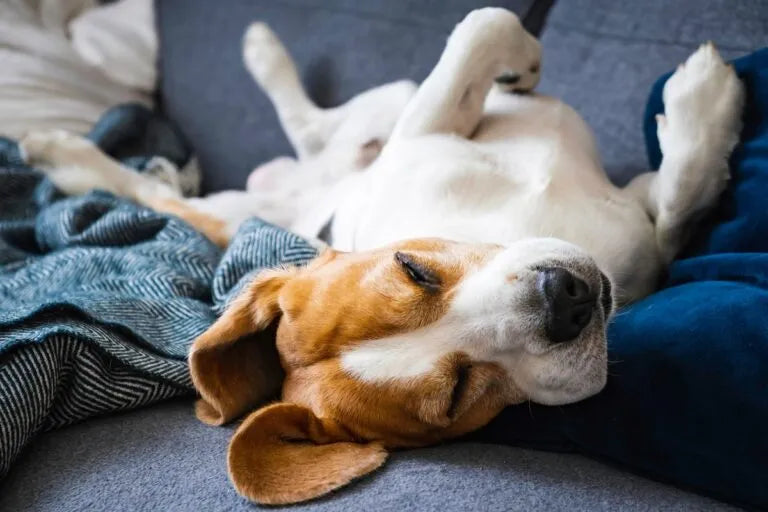 dog-sleep-sleeping